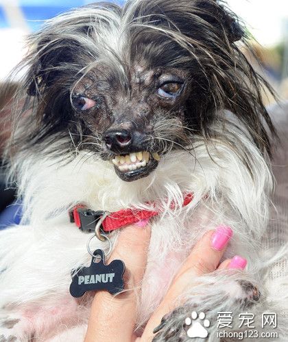 世界最丑狗比赛在美加州举行 各款狗狗比拼“天然丑”