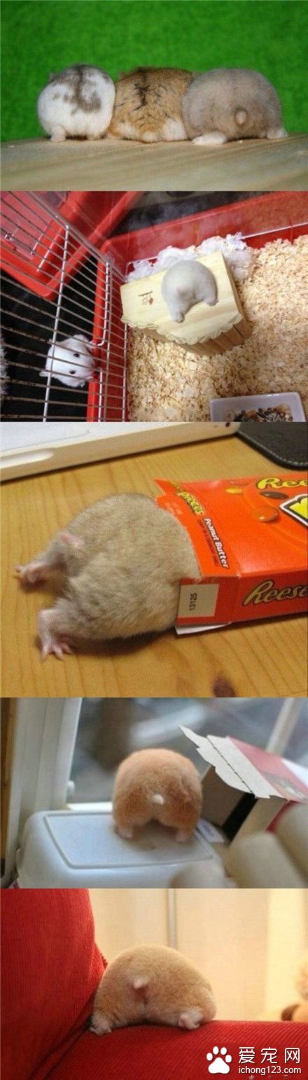 卖萌是仓鼠拥有的最基础技能ヾ(●ω●)ノ肥屁屁