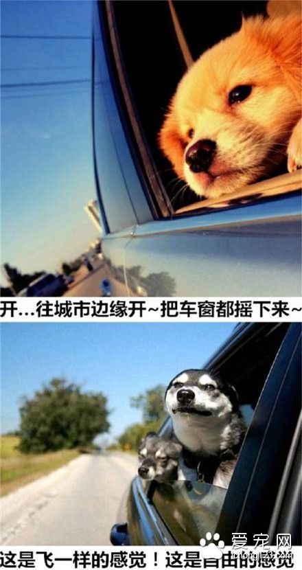 金毛pk二哈，唯美和傻的鲜明对比