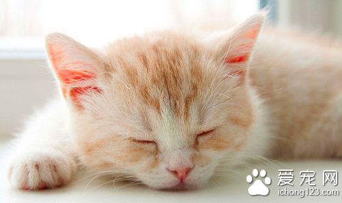 猫怎么注射 猫的防病注射需要注意的事项