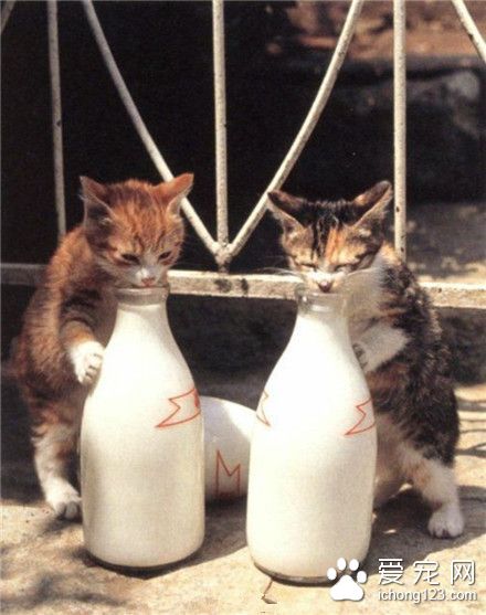 喵星人：哎呀呀~真好喝~