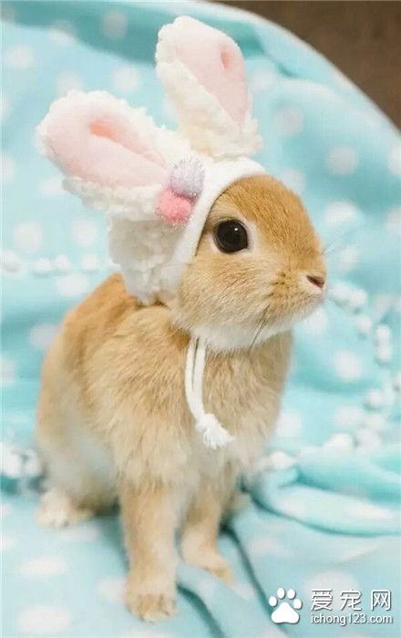 别人家的兔纸。那个小兔帽子更可爱。美美哒。