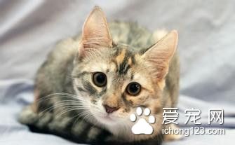 猫打疫苗需要注意什么 猫打疫苗需要注意事项