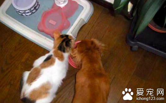 家里的喵咪因为过老去世 狗狗的反应让人心碎