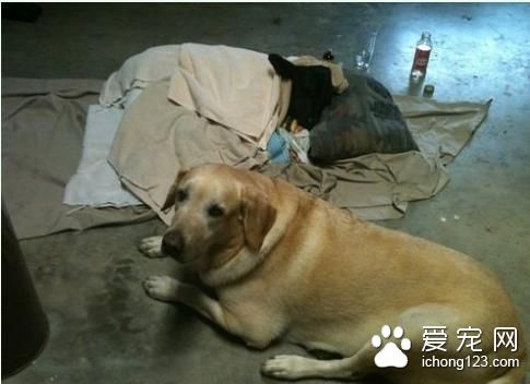 拉布拉多看到一只病倒的小黑牛 竟当起了贴心妈咪