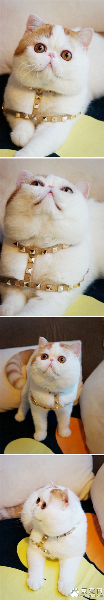 时尚元素之铆钉，受不鸟了，包子脸，装无辜，还有铆钉配饰，洋气咯！~