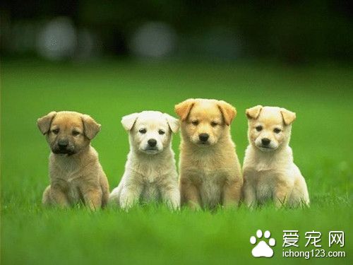 吃错老鼠药还能自己解毒的草狗 真正的神犬