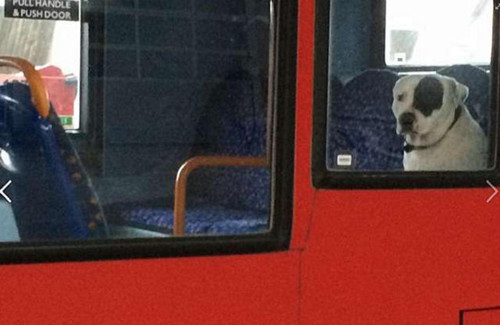 狗狗被主人遗弃在公车上 依然默默等候主人