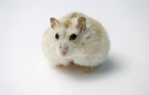 小仓鼠习性 仓鼠喜欢生活的居住环境