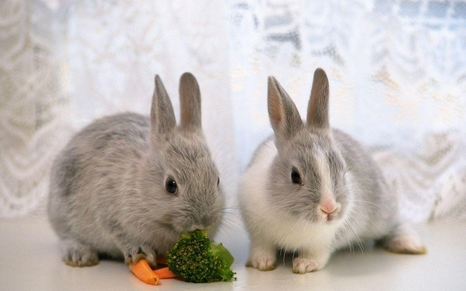 怎样辨别兔子性别 兔小时候不容易辨别公母