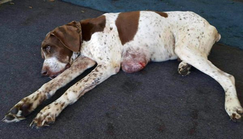 狗狗失踪10年受尽磨难 被发现时拖着巨大肿瘤