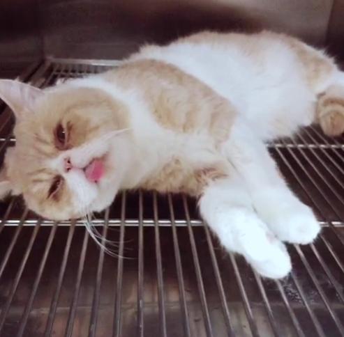 猫咪被绝育后一脸喵生无望 满脸都是泪水