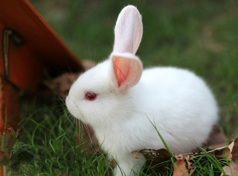 养兔子要注意什么 养兔子必须注意7个方法