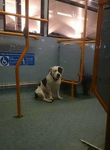 狗狗被主人遗弃在公车上 依然默默等候主人