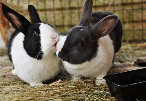 兔子喜欢什么玩具 创新的玩具可保持兴趣