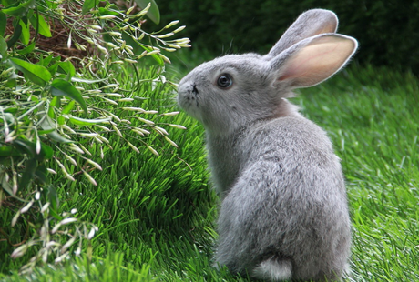 买兔子要注意什么 不要买公母成对的兔子