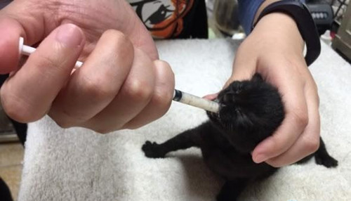 结扎母猫听到幼猫啼哭 排除万难跳进纸箱