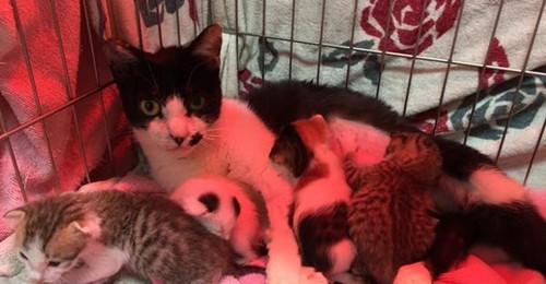 结扎母猫听到幼猫啼哭 排除万难跳进纸箱