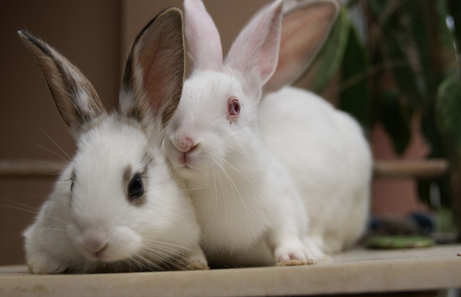 怎样挑选兔子 可从9个方面来选择兔子