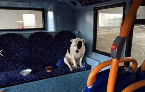 狗狗被主人遗弃在公车上 依然默默等候主人