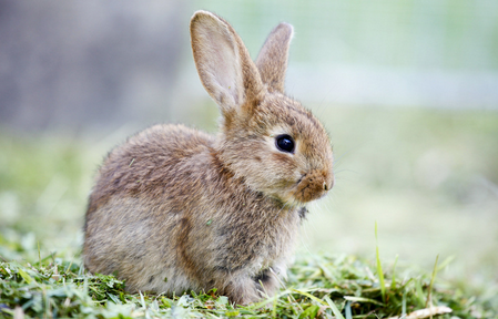 怎样挑选小兔子 最好挑选45日龄以上的幼兔