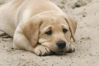 狗牙齿看年龄 狗狗牙结石与牙周病注意事项