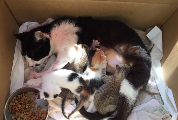 结扎母猫听到幼猫啼哭 排除万难跳进纸箱