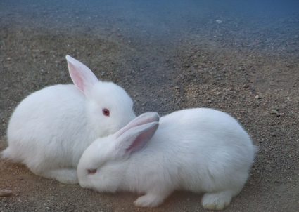 养什么兔好 详解养公兔与母兔的区别