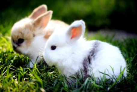 怎么抱兔子 学会善用环境先从尾巴开始