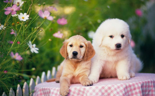 狗关节囊肿 狗狗关节萎缩退化需要注意事项