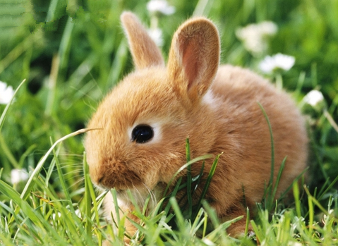 怎么辨别兔子是否健康 从10个方便来分辨