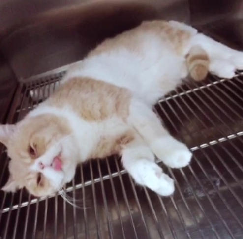 猫咪被绝育后一脸喵生无望 满脸都是泪水