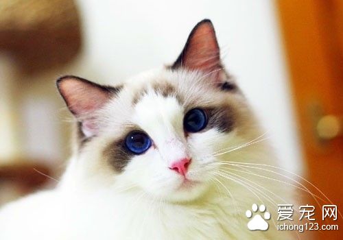 猫病毒性鼻气管炎 猫病毒性鼻气管炎需要的防治方法