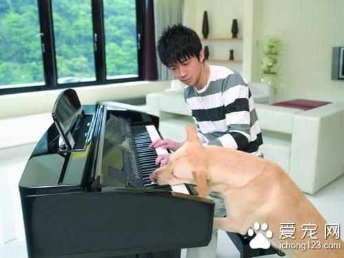 爱犬下半身瘫痪 但光良却对自己的爱犬不离不弃