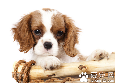 狗狗流产有什么症状 引起流产的原因很多