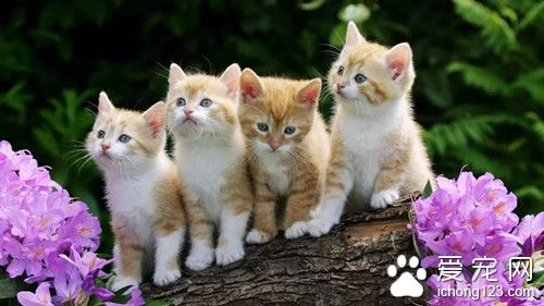 猫肠胃炎症状 猫肠胃炎的病因及防治方法