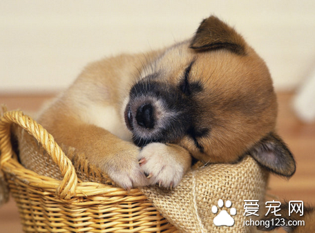 狗狗抽搐怎么回事 揭狗狗产后抽搐的预防方法