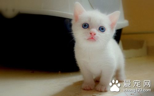 猫糖尿病治疗 猫糖尿病的病因及防治方法