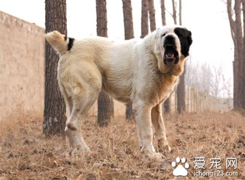 世界最强牧羊犬 其貌不扬却可击败藏獒