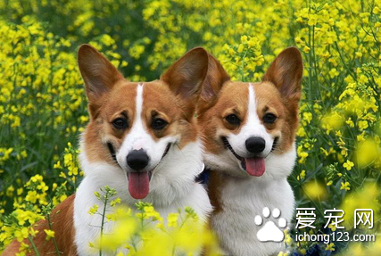 狗狗中毒的症状是什么 一般会呕吐腹泻等