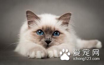 猫耳血肿 猫耳血肿及中耳炎需要防治的方法