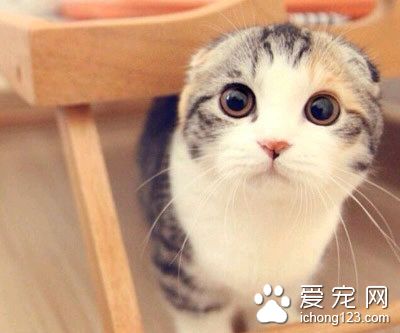 猫尿道造口 猫尿道阻塞的病因及防治方法