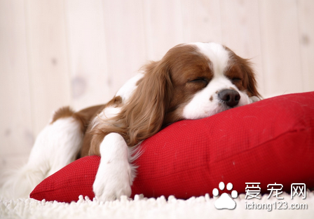 狗狗蛇毒中毒会出现什么情况 蛇毒不同而不同