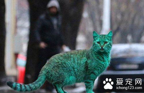 一只全身翠绿色的猫咪牵动大家的心 原因震惊所有人