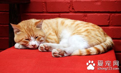 猫口腔炎症状 猫口腔炎的病因及防治的方法