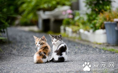 猫肺炎吃什么药 猫肺炎的症状及防治方法