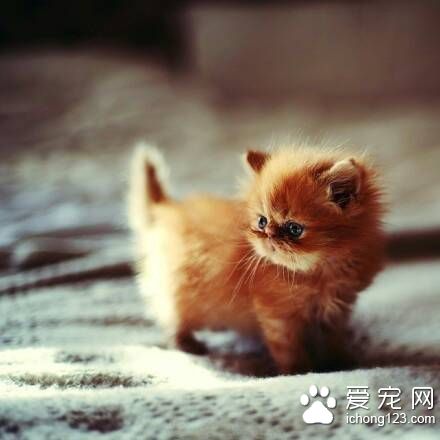 猫狂犬病潜伏期 猫狂犬病的症状及防治方法