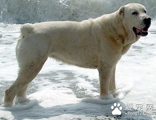 世界最强牧羊犬 其貌不扬却可击败藏獒