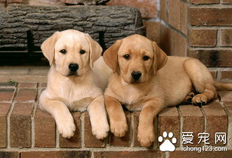 犬有机磷化合物中毒 可用硫酸阿托品静脉注射