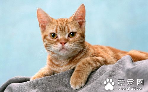 猫急性肠胃炎 我急性肠胃炎病症及防治方法
